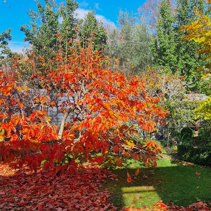 tree pruning and garden maintenance melbourne inner eastern suburbs